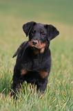 BEAUCERON - PUPPIES 395